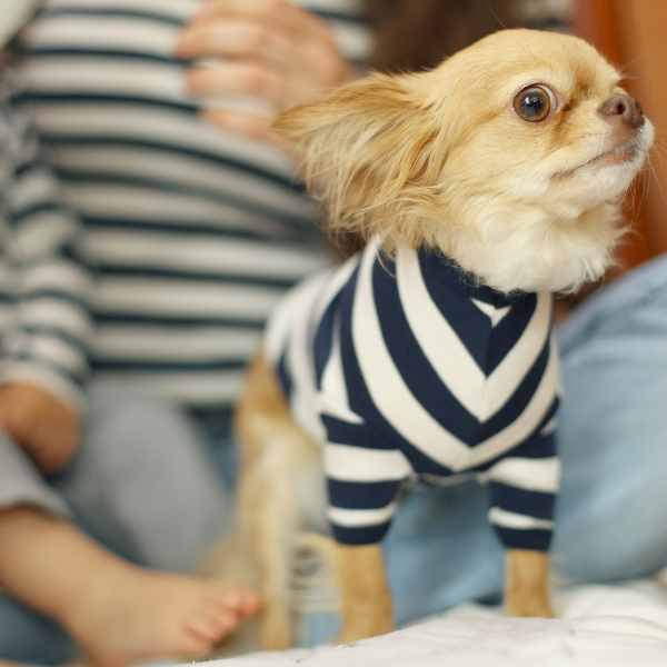 10 migliori cani di piccola taglia per bambini che faranno un complemento perfetto alla tua famiglia Amici e Natura iTALIA 10 migliori cani di piccola taglia per bambini che faranno un complemento perfetto alla tua famiglia Amici e Natura iTALIA